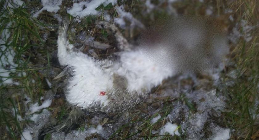 Policja poszuje świadków brutalnego zabicia kota. Burmistrz obiecał nagrodę