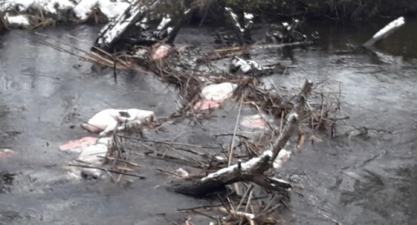 W Raduni po raz kolejny znaleziono szczątki zwierząt