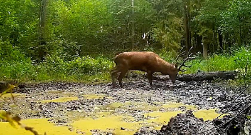 Kaszëbskô Prziroda cz. 2 - reportaż o kaszubskiej naturze