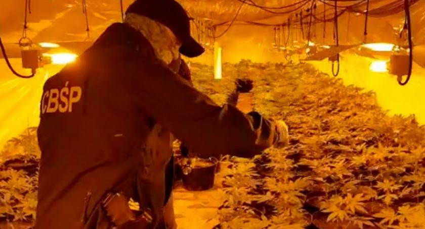 W Łapinie Kartuskim zlikwidowano gigantyczną plantację marihuany