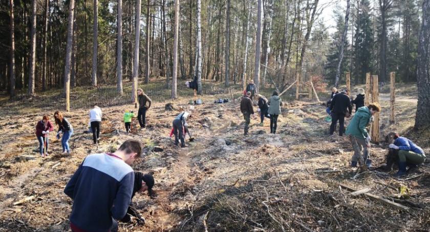 2.000 dębów posadzono w Leśnictwie Kolańska Huta