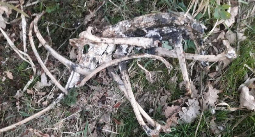 Z Raduni wyłowiono kolejne zwierzęce kości
