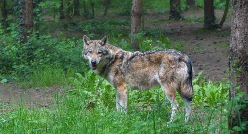 Jelenie, łosie, daniele i wilki. Jakie zwierzęta możemy spotkać w kartuskich lasach?