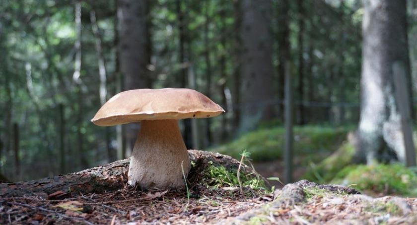 Sezon grzybowy na Kaszubach. Na co uważać - radzi sanepid w Kartuzach