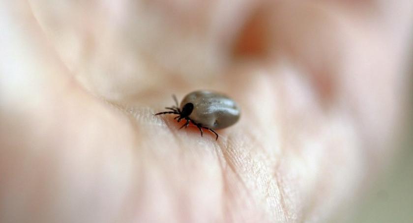 Uwaga, kleszcze atakują. W powiecie kartuskim 58 osób zachorowało na boreliozę w tym roku