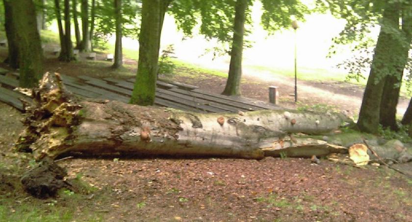 Kartuzy. Niebezpieczne drzewa w Gaju Świętopełka?