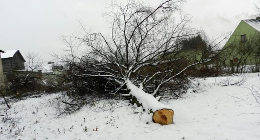 Żukowo. Dlaczego wycięli dorodne drzewa?