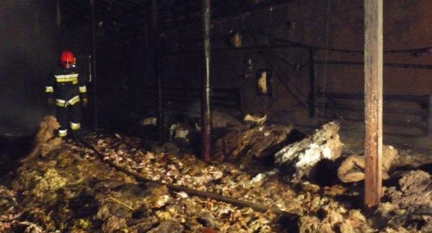 Gowidlino. Dwadzieścia tysięcy kurczaków zginęło w pożarze