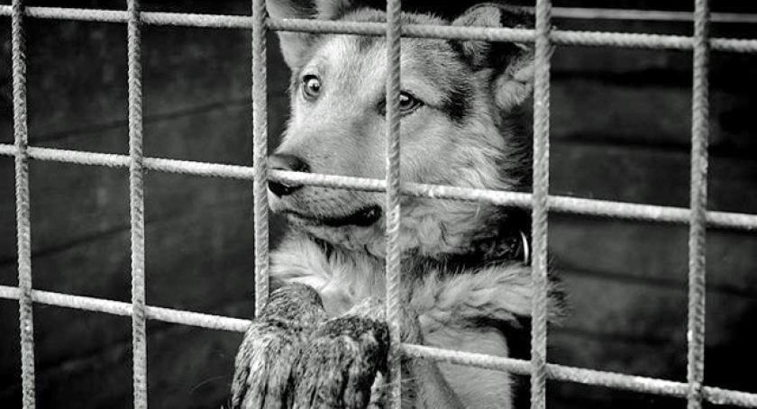 Adopcja psa - odpowiedzialna decyzja
