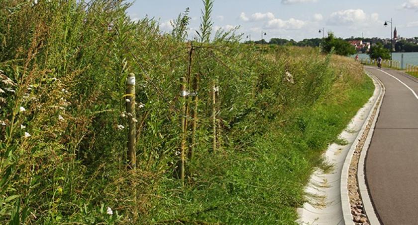 Zdaniem Czytelników: Chaszcze i zielsko psują wizerunek miasta