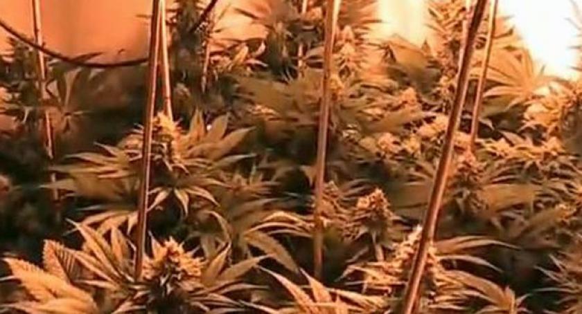 Żukowo. Plantacja marihuany w domu jednorodzinnym