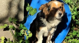 Gmina Sierakowice - kolejny piesek uratowany przez Animalsów