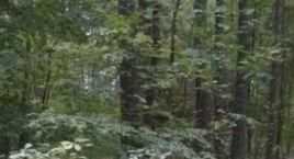 Somonino. Warsztaty przyrodnicze Bioblitz