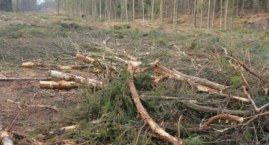 Burmistrz Żukowa odpowiada w sprawie wycinki lasu nad jeziorem Głębokim w Borkowie