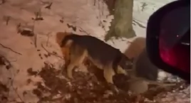 Uwaga! Wilki znów atakują. Tym razem w Sławkach [FILM]