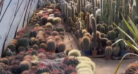 Fundacja Cactusarium zaprasza na Dni Otwarte – odkryj świat kaktusów!