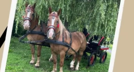 Przejażdżki bryczką i spacery z alpakami - sielskie popołudnie w Miechucinie
