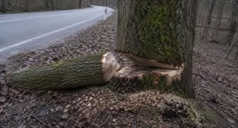 Ktoś znów podciął kilkanaście drzew przy drodze. Pol&hellip;