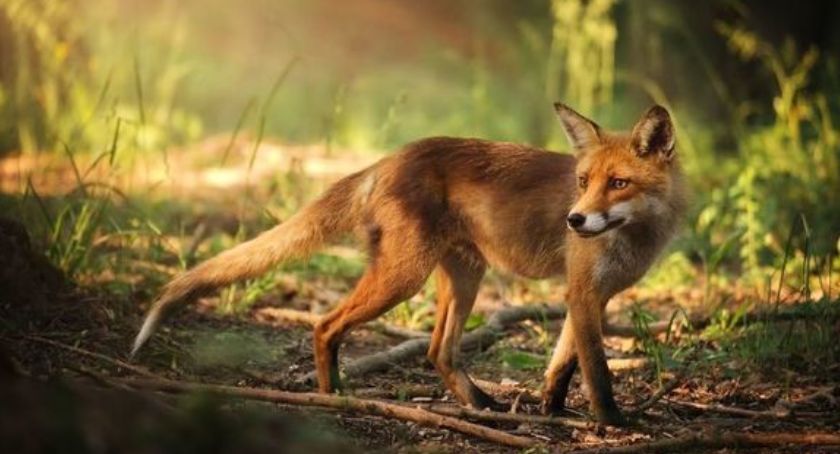 Będą szczepić lisy. Ważne informacje dla mieszkańców