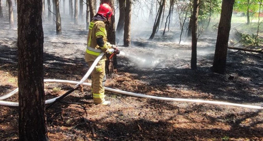 Długowola. Strażacy gasili las