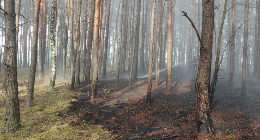 Długowola - kolejny pożar lasu