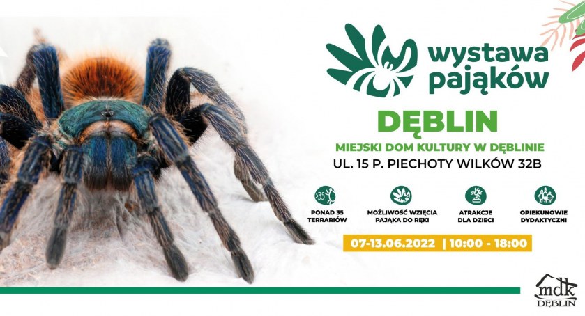 Czarna wdowa, ptasznik i inne egzotyczne pająki w jednym miejscu