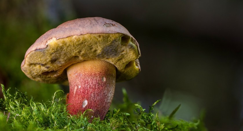 Zbierasz grzyby? Pochwal się swoimi okazami