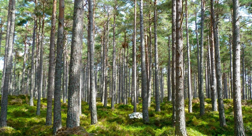 Nadleśnictwo Puławy: Kupimy lasy i grunty przeznaczone do zalesienia