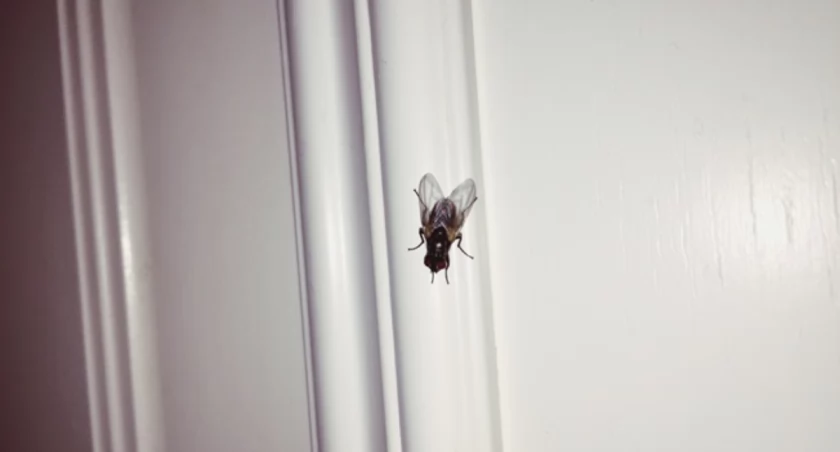 Jak się chronić przed insektami w lato?