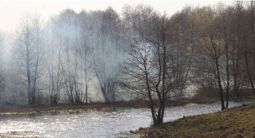 Kilka zastępów straży gasiło pożar lasu