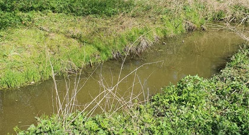 Las jest czysty. Interwencja radnego przynosła skutki 