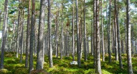 Nadleśnictwo Puławy: Kupimy lasy i grunty przeznaczone do zalesienia