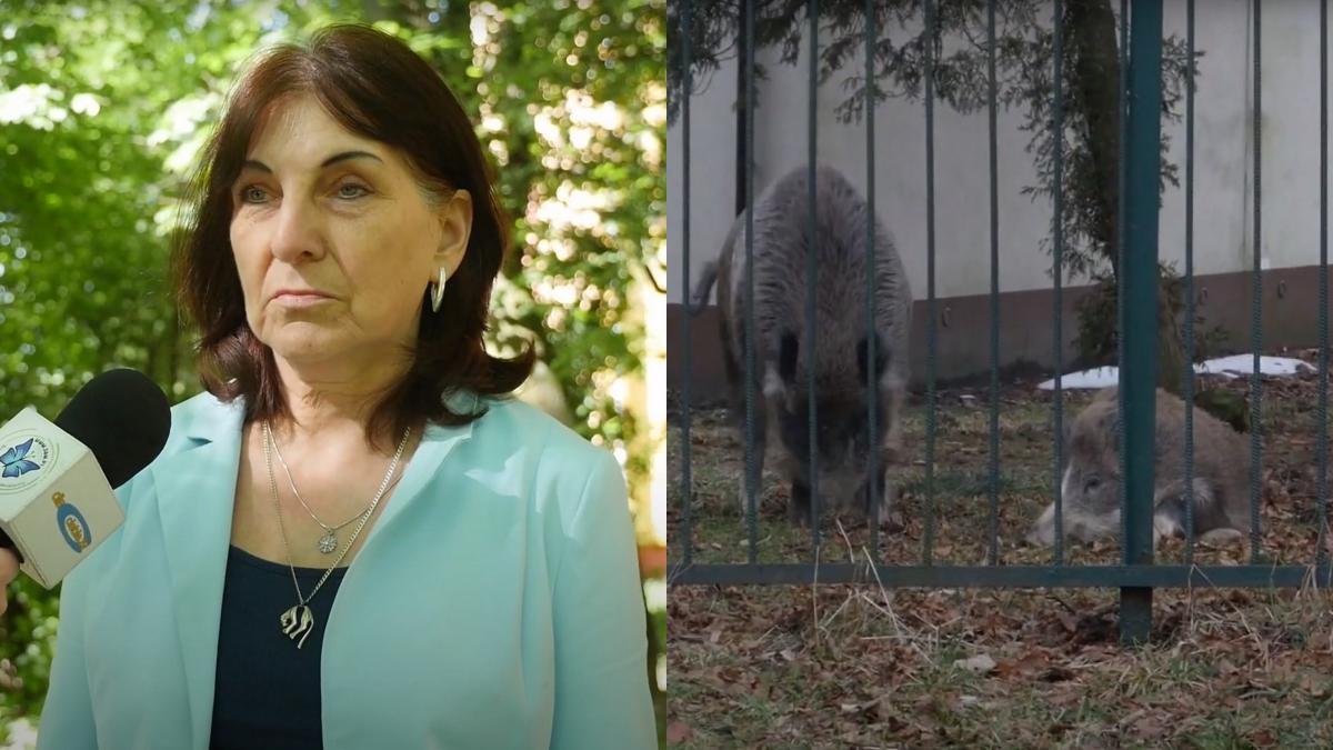 Atak dzika na spacerującą kobietę. Konieczna była interwencja na SOR