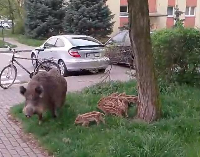 Rodzina dzików na Osiedlu Stałym