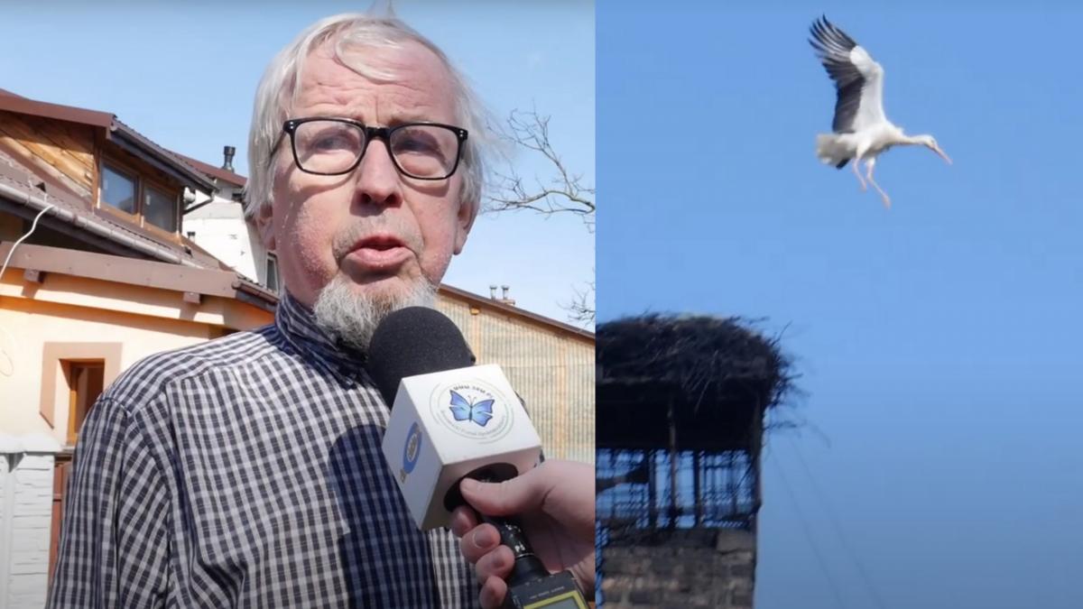 Bociany na Długoszynie