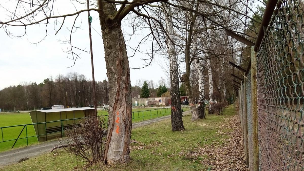 Kolejna masakra drzew w mieście? Tym razem: Azotania