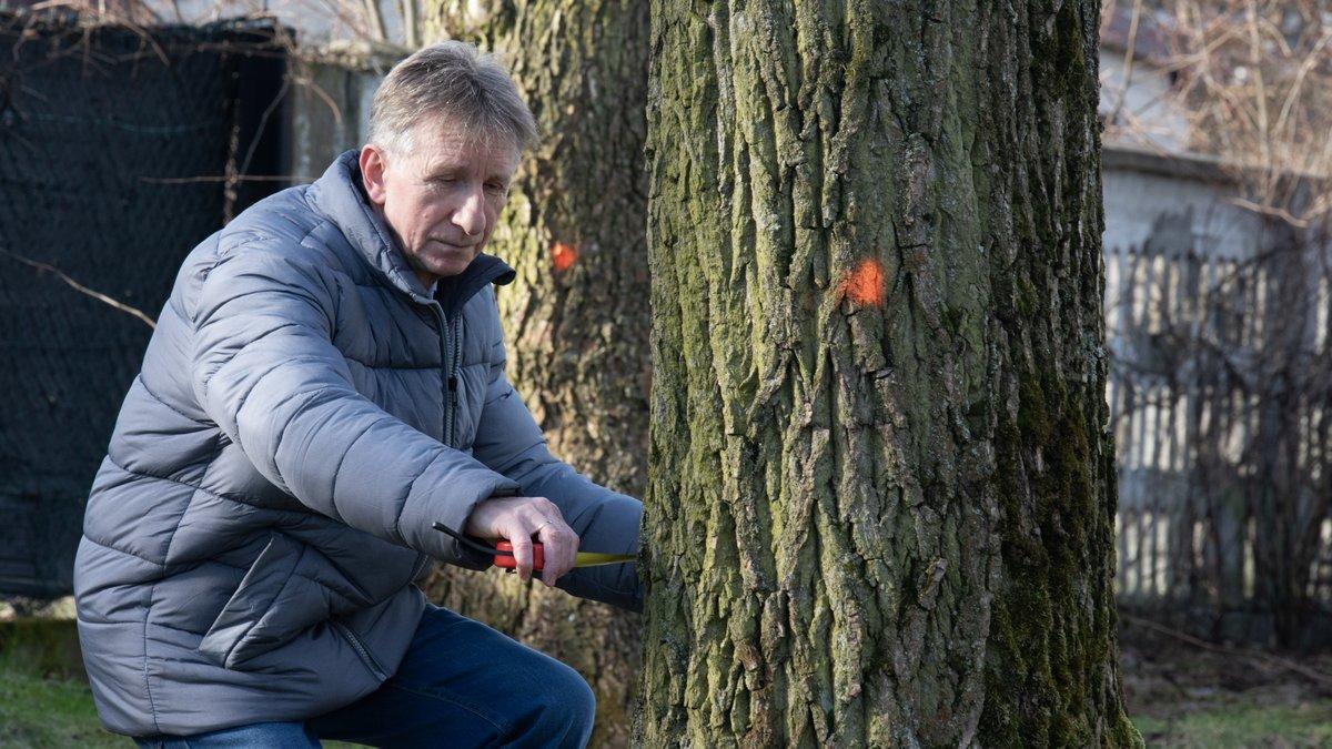 Miało być gniazdo dla bocianów, a jest wycinka drzew. Na Długoszynie chcą wyciąć drzewa w parku!