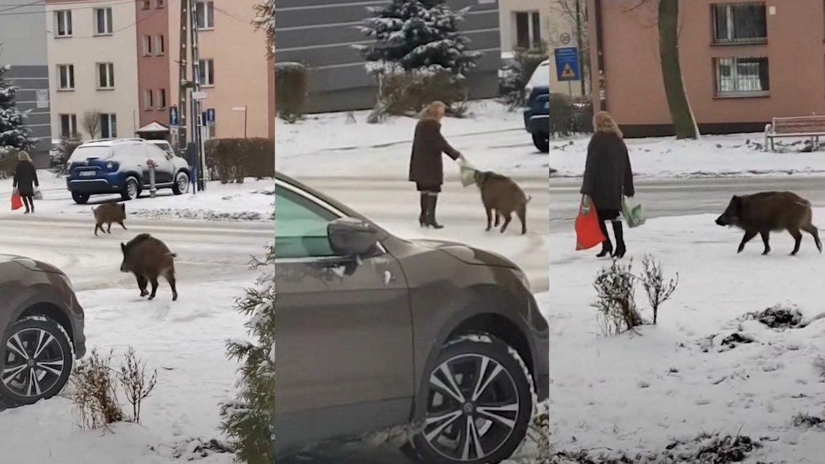 Dziki gonią kobietę, chcą zabrać jej reklamówkę - Internet oszalał