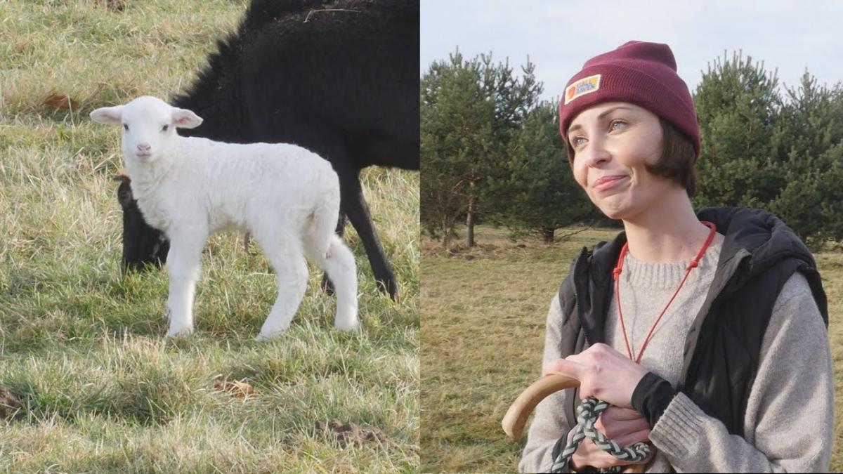 Na jaworznickich łąkach w dzielnicy Bory pojawiły się owce