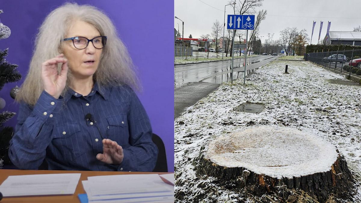 Pani Wioletta zapowiada walkę z bezsensowną wycinką drzew w Jaworznie