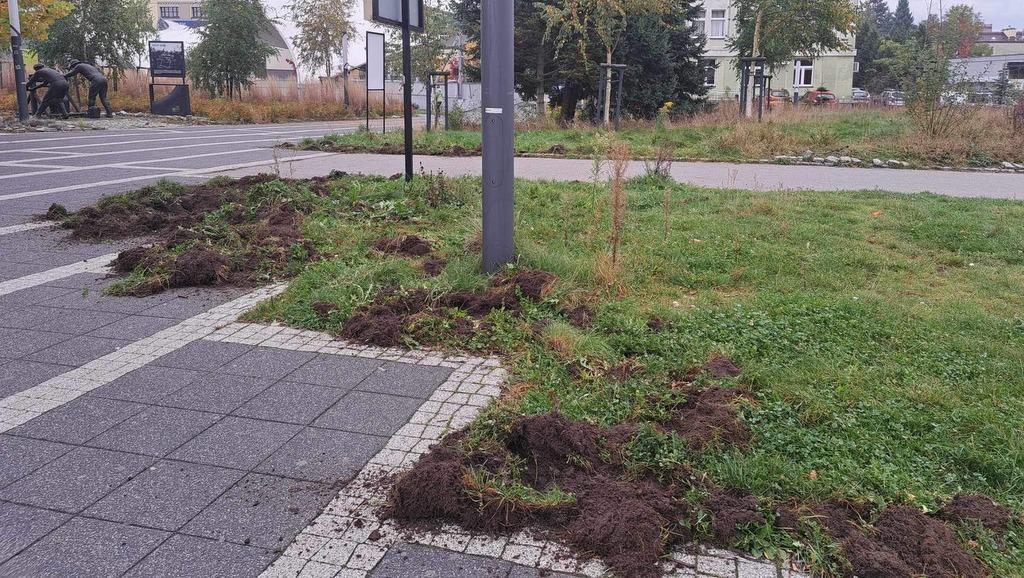 Dziki po raz kolejny głównymi bohaterami. Zdewastowały trawnik pod Galeną.