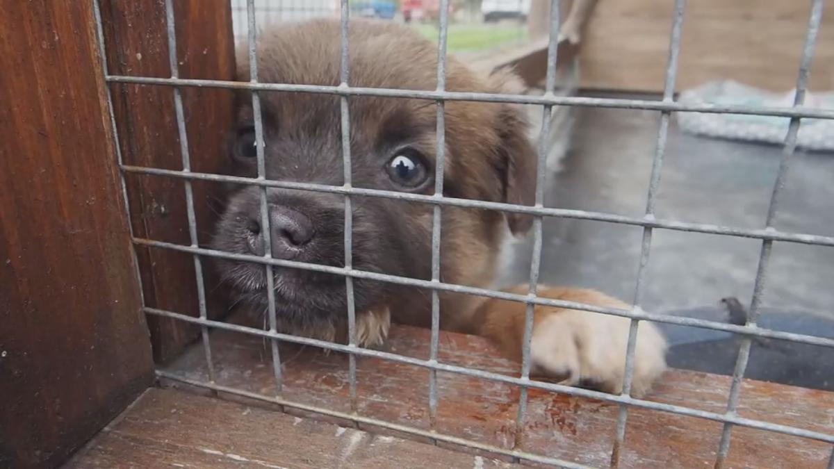 Zbiórka darów na rzecz Schroniska dla bezdomnych zwierząt w Chełmku trwa