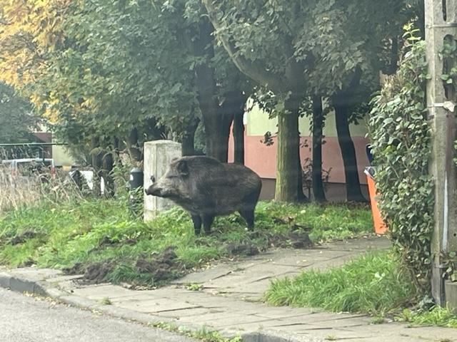 Dziki na drodze do podstawówki