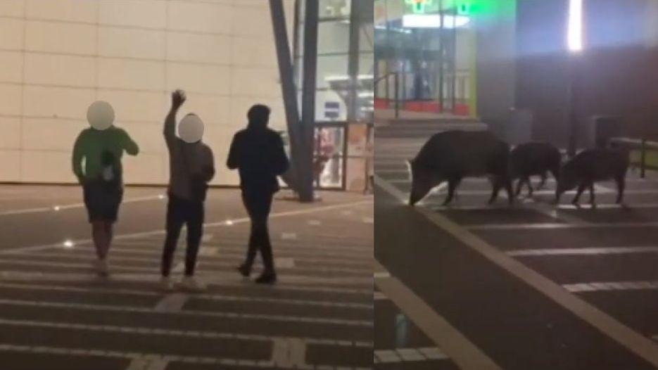 Nastolatkowie karmili dziki w centrum Jaworzna. Dostali srogi ochrzan