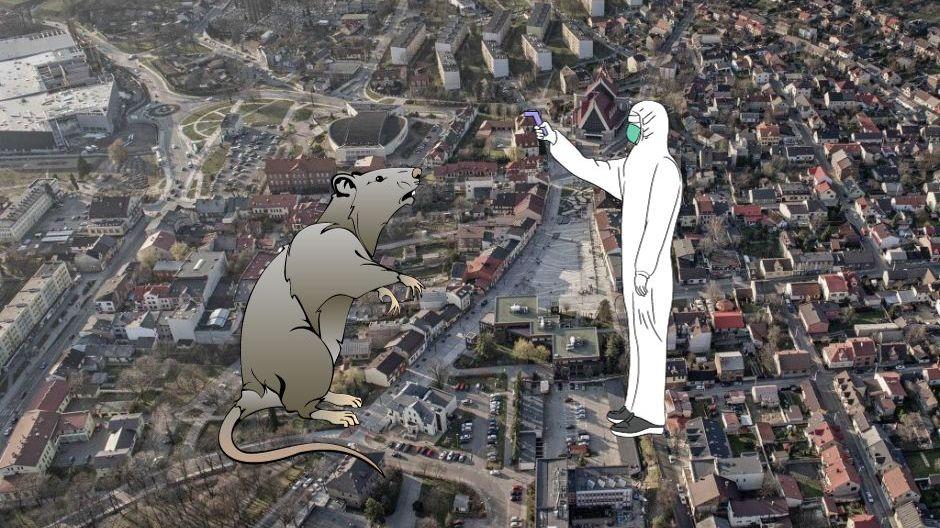Deratyzacja w Jaworznie 2023 - znany jest harmonogram i zasady akcji