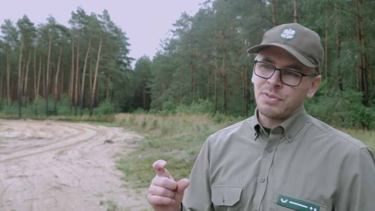 Sosna królowa polskich lasów