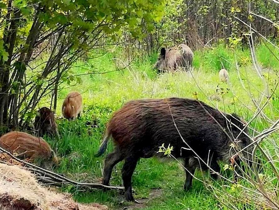 Co miasto Jaworzno robi w sprawie dzików?