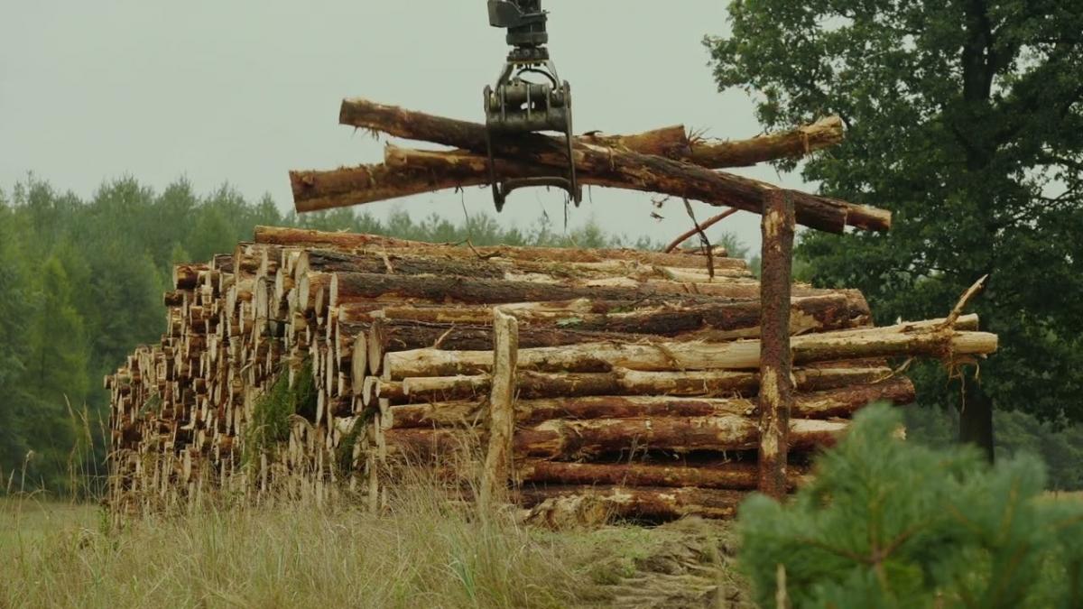 Fakty i mity na temat Lasów Państwowych część 2