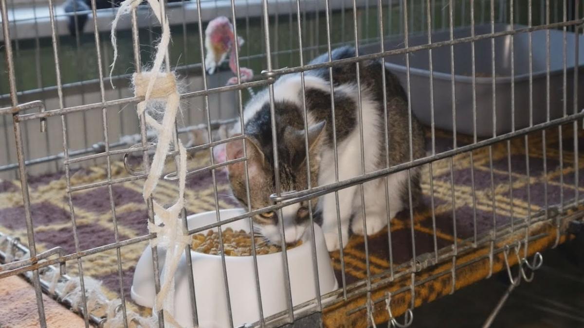 Wolontariusze Kociego Domu Tymczasowego