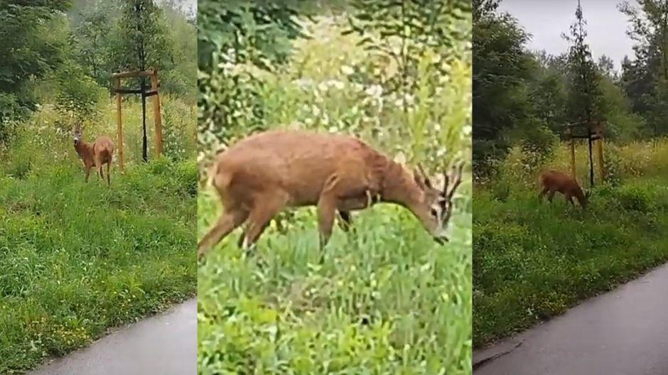 Spotkanie rowerzysty z sarną na Velostradzie w Jaworznie